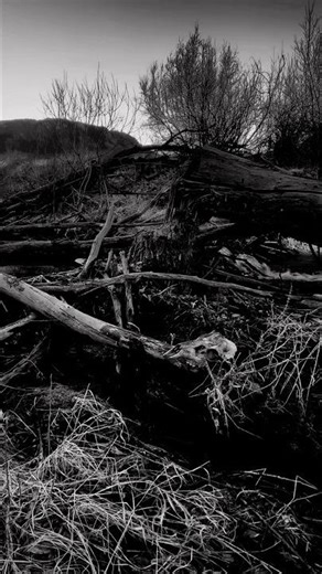 Noir Gothic ~ Skull Stream ~ Blade Runner 2049