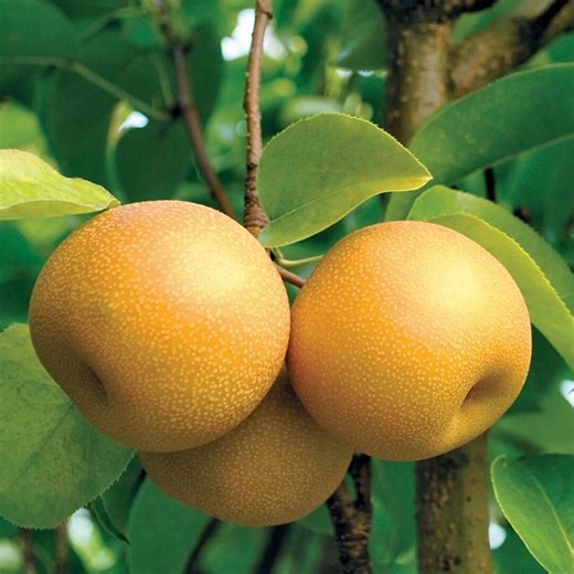 25 Hosui Pear Seeds, Asian Pear Tree Seeds for Easy-grow Home Orchards, Crisp Juicy Fruit Variety for Backyard Growing and Seasonal Garden - Etsy