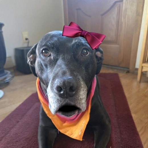 It's dat time..fun facts | Pit Bull Patch and his fabulous friends