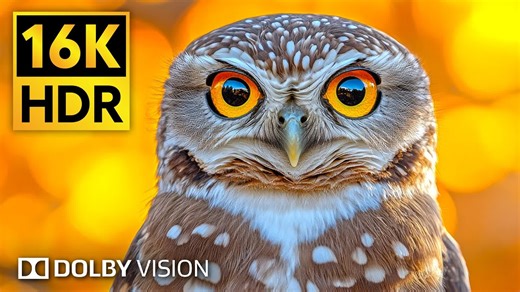 【16K杜比视界】16K杜比视界实拍｜截屏秒变壁纸级神图📱附设备清单