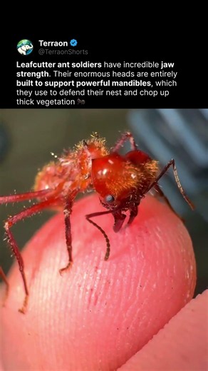 The Incredible Bite of a Leafcutter Ant