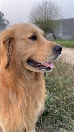 Osko bulaye ni vo a g #shortsviral #goldenretriever #reel #dogowner #funny #labrador #trending