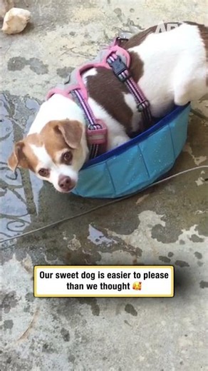 She doesn't need fancy, just this #dogsofshorts #simplejoys #funny