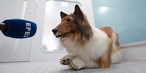 Japanese man who became a dog says he wants others follow in his footsteps in first interview