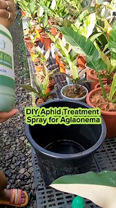 DIY Aphid Treatment Spray for Aglaonema #planttherapy #plantsmakepeoplehappy #gardening #naturelovers #hilights | Ka Plantits