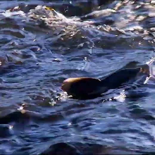 The life cycle of salmon