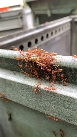 “Weaver Ants Attack Bees — Shocking Predator Footage”