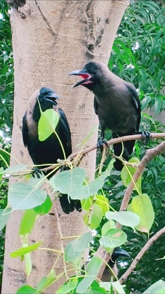 Kauwa Ki Awaz 🐦‍⬛🥰♥️| Kauwa Video 🐦‍⬛🥰✨| Crow Video 🐦‍⬛🥰✨| Birds Video 🐦🌳|