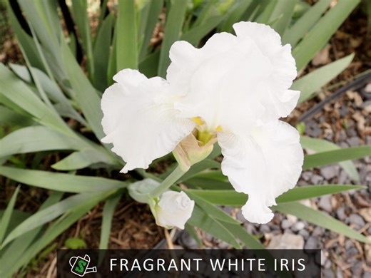 Immortality Fragrant Bearded Iris - Reblooming White Flower - Heirloom Roots for Planting - Etsy