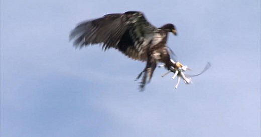 Watch: Trained eagle snatches drones from the sky
