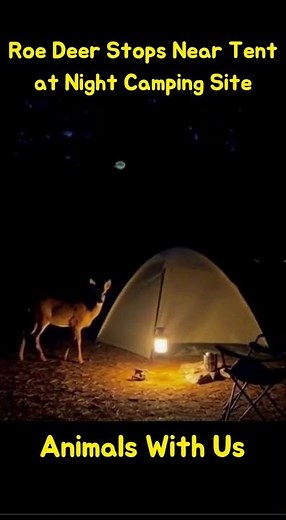 004. Roe Deer Stops Near Tent at Night Camping Site
