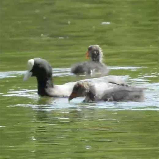 👀 WATCH THESE TINY COOTS LEARN TO DIVE! 🐥🌊