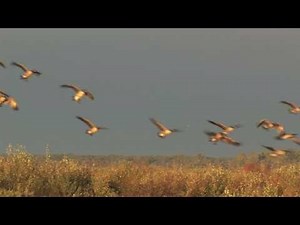 Canada Geese Landing