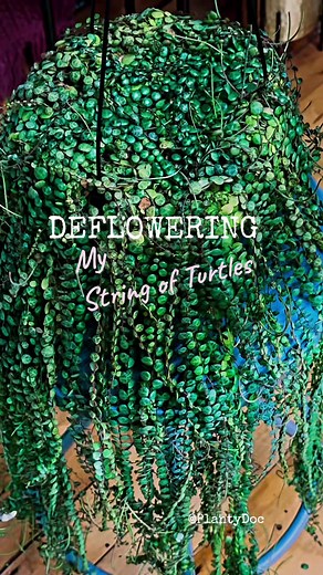 Deflowering My String of Turtles: Plant Care Tips