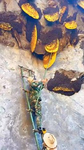 Video on how to remove bees . . . #beekeeping #amazing #life #lifestyle #bees #travel #love #beekeeper #bee #photooftheday #photography #fypシ゚ #instagood #reelsviralシ #honey #beekeepers #reelsfypシ #beautiful #beesofinstagram #picoftheday #nature #fashion #beeswax #happy #style #honeybees #savethebees #instadaily #honeybee #usa | Searching For Honey