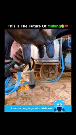 Mystery FactHub📡 on Instagram: "The machine that attaches to a cow’s udders for milking is called a milking machine. It is designed to mimic the natural suckling of a calf and efficiently extract milk without harming the cow. The core part of the system is the milking cluster, which includes four teat cups-one for each teat. These cups use a pulsating vacuum to draw milk out in rhythmic cycles, alternating between suction and release to stimulate milk flow and prevent injury or discomfort. The