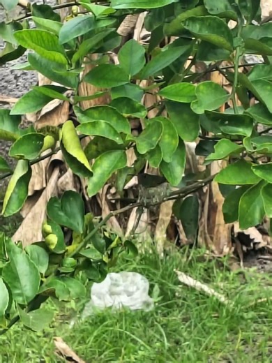 Cuidado del Nido de Mamá Colibrí y su Huevito