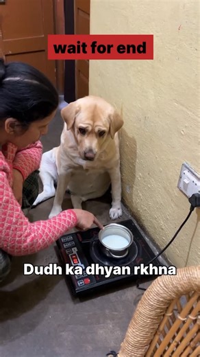 labra rubi 🥰 | L lag gye 😂 || labra rubi || #reel #reelsintagram #viral #instagram #instagramreels #funnyvideos #funnyreel #funnymemes #labrador #dog | Instagram