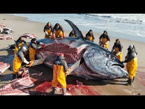 Inside a $10M Bluefin Tuna Hunt – Deep Sea Commercial Fishing Documentary