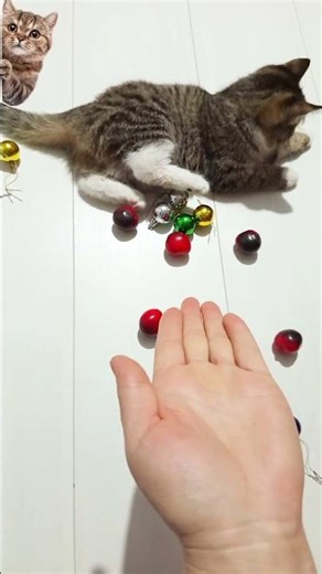 シCute Cat Reverse Moments | Bobi Reverse Cats❤️😻🐾#kitten#asmr#cat#funny