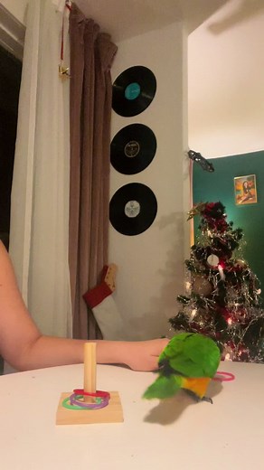 New trick mastered 😍#birdsoftiktoks #parrotsoftiktok #pettraining #birdtricks #fyp