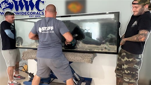 Moving giant aquariums turns into a high-risk operation