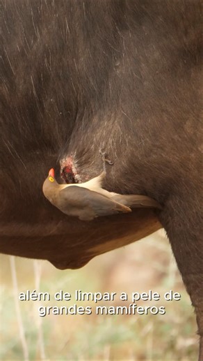 ANIMAIS QUE AJUDAM OUTRAS ESPÉCIES