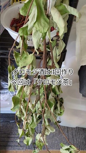 稲沢市の「クロモジ苗」5千円は、超お値打ち‼️「クロモジ茶」#shortsyoutube #家庭菜園#節約生活
