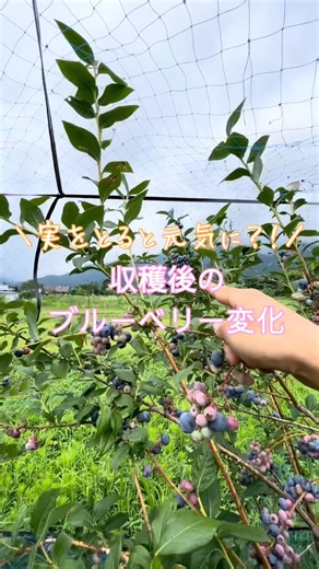 収穫が終盤のブルーベリーの樹に起きる変化🫐#幸せフルーツ工房 #ブルーベリー栽培 #ブルーベリーの森あづみの #オーガニックブルーベリー #自然栽培農家