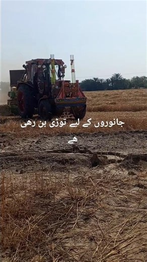 Amazing Tractor Chopper Work 😲 | Wheat Straw Cutting for Animals