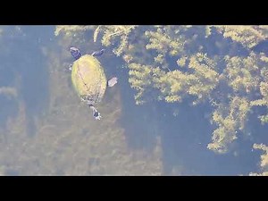 Florida Pond Cooter Turtle Gliding Gracefully in Clear Water
