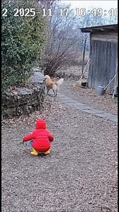 A realistic CCTV footage of a tiger want to attack on a tiger and a brave dog 🐶 save the kid 🧒. #CCTVFootage #cctvstories #dogsaveskid #UnbelievableMoments #TigerAttack #RealLifeHero | Eye Of The Lens