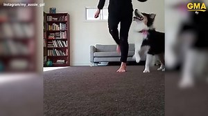 313K views · 3.5K shares | WATCH: Australian Shepherd proves she can Irish dance! ❤️ | Good Morning America | Facebook