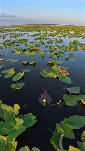 I Triple Dog DARE YA!!!