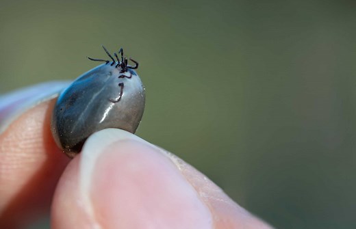 Engorged Deer Tick vs. Engorged Dog Tick: How to Tell the Difference Between Them