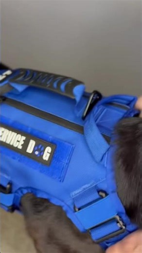 POV: GRWM for School (As a Service Dog) 🐕‍🦺💙