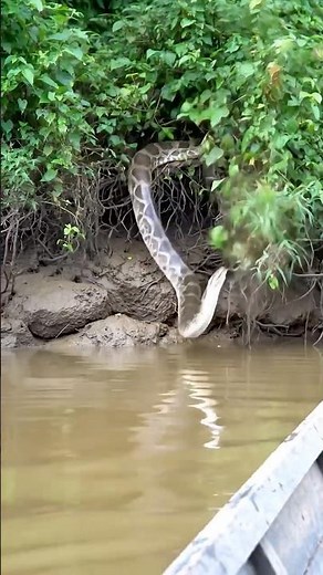 Dangerous animals of amazon jungle 😱