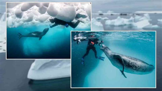 How orcas made great white sharks flee entire coastlines