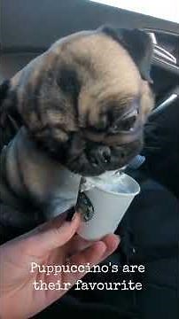 What to know about getting a pug