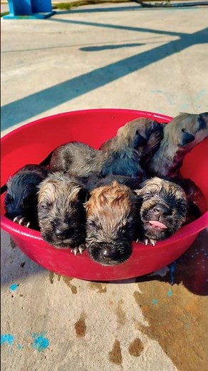 Dramatic Rescue: Newborn Puppies Saved From Desert 🐶🏜️💔 #shorts