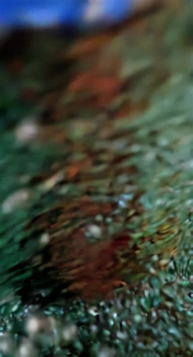 Explore Magical Mermaid Costumes and Performances