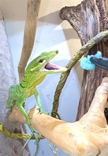 Green Tree Monitor!🦎#greentreemonitor #treemonitor #monitorlizard #reptile #fyp
