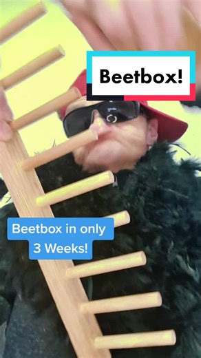 Create a Beetbox in Just 3 Weeks!