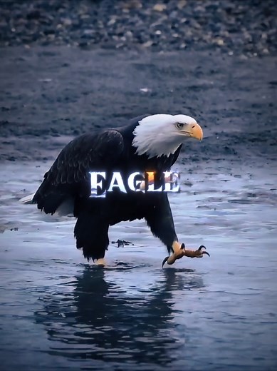 Philippine Eagles: King of the Skies Unveiled