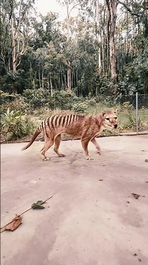 The Tasmanian Tiger 🐯 | The Extinct Creature That Might Still Be Alive