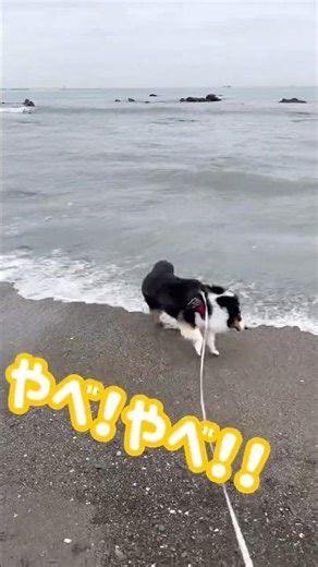 🐶 波とギリギリの戦いを続けるシェルティー(Sheltie battling against waves…!)