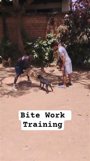 Bite work Training | Beast Master Trainers🐶