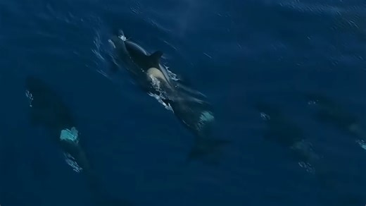 How orcas became the ocean’s most intelligent predators