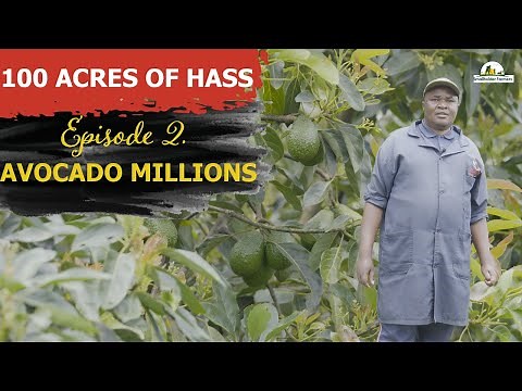 Inside Sakami Ranches: 100 Acres of Hass Avocado Farming Success