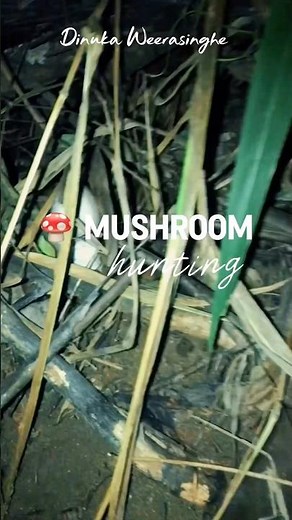 Mushroom Hunting in the Magic Forest 🍄🦇🌙